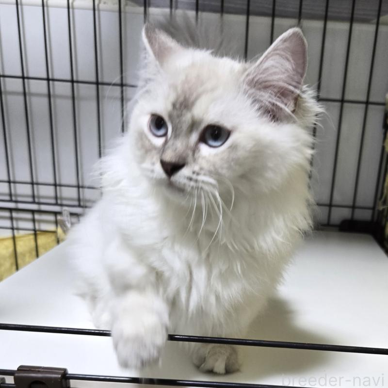 成約済の福岡県のマンチカン-131041の1枚目