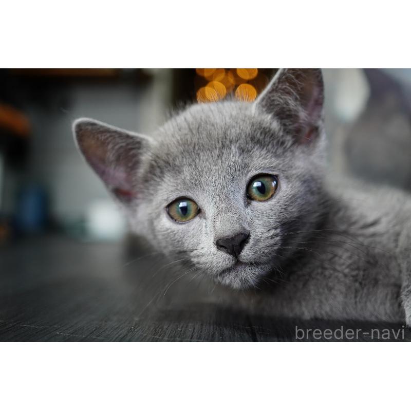 販売中の神奈川県のロシアンブルー-131785の7枚目