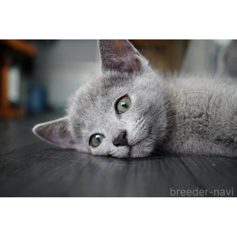 販売中の神奈川県のロシアンブルー-131785の6枚目