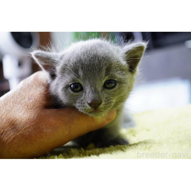 販売中の神奈川県のロシアンブルー-131785の5枚目