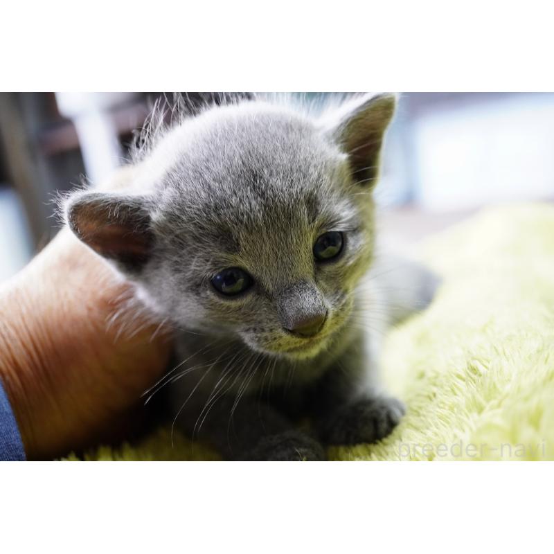 販売中の神奈川県のロシアンブルー-131785の4枚目