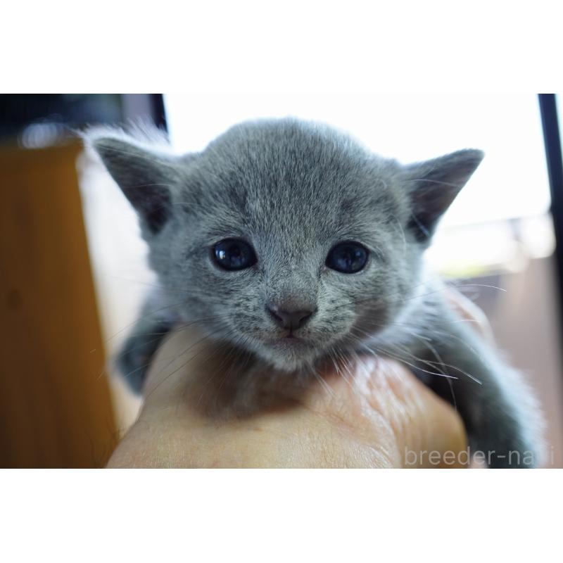 販売中の神奈川県のロシアンブルー-131785の3枚目