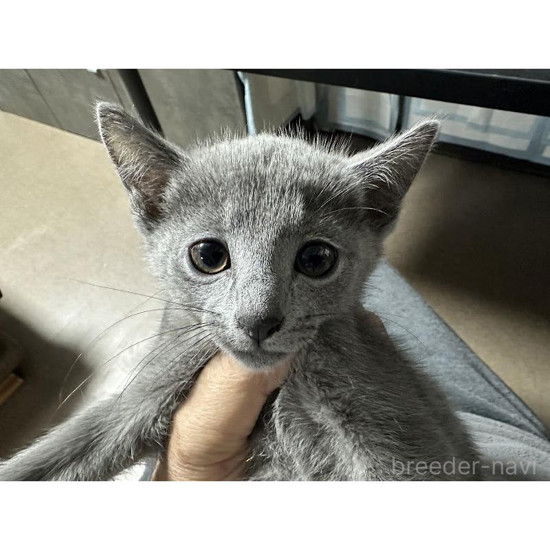 販売中の神奈川県のロシアンブルー-131785の2枚目