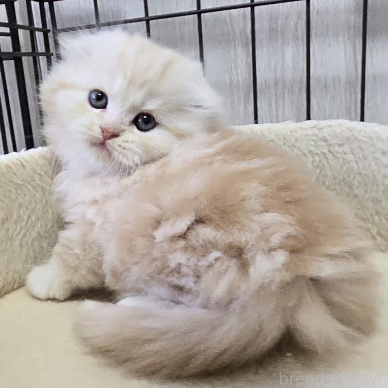 販売中の福岡県のスコティッシュフォールド(折れ耳)-131788の1枚目
