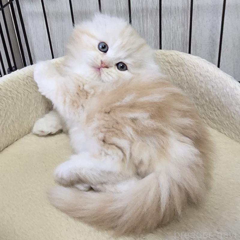 販売中の福岡県のスコティッシュフォールド(折れ耳)-131788の6枚目
