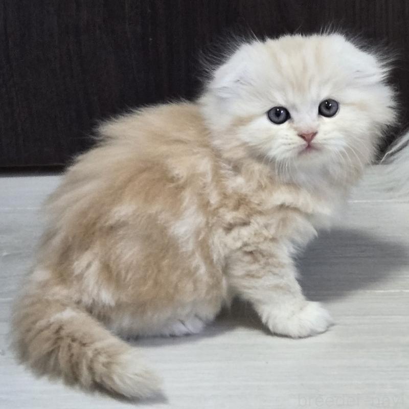 販売中の福岡県のスコティッシュフォールド(折れ耳)-131788の5枚目