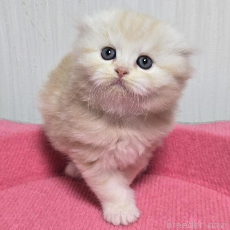 販売中の福岡県のスコティッシュフォールド(折れ耳)-131788の4枚目