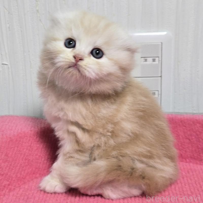 販売中の福岡県のスコティッシュフォールド(折れ耳)-131788の3枚目