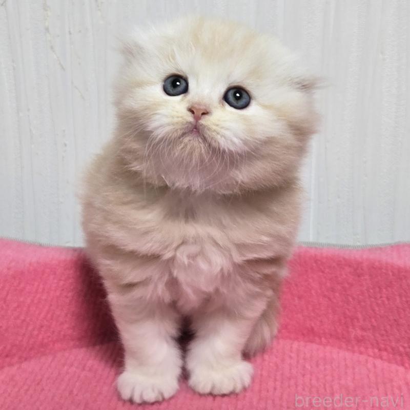 販売中の福岡県のスコティッシュフォールド(折れ耳)-131788の2枚目