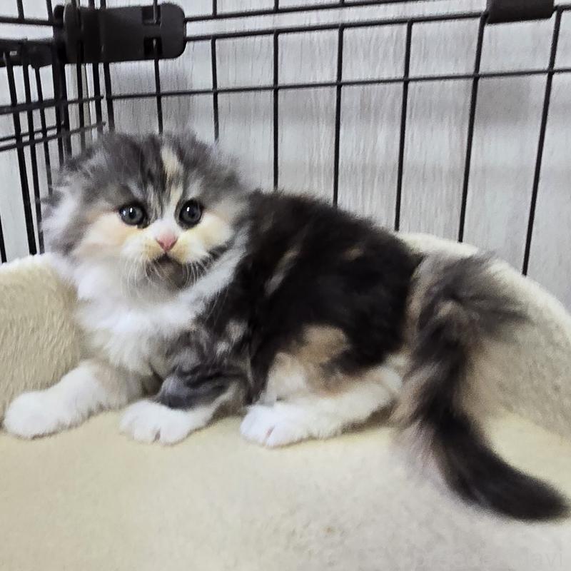 販売中の福岡県のスコティッシュフォールド(折れ耳)-131789