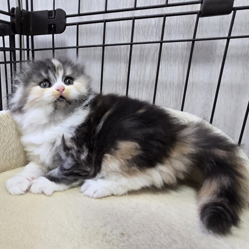 販売中の福岡県のスコティッシュフォールド(折れ耳)-131789の6枚目