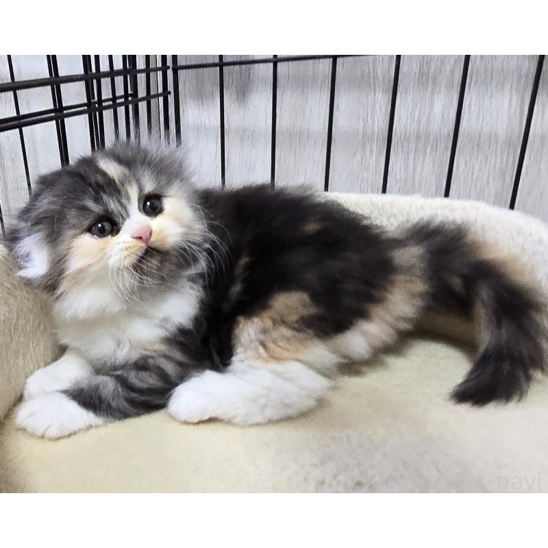 販売中の福岡県のスコティッシュフォールド(折れ耳)-131789の5枚目