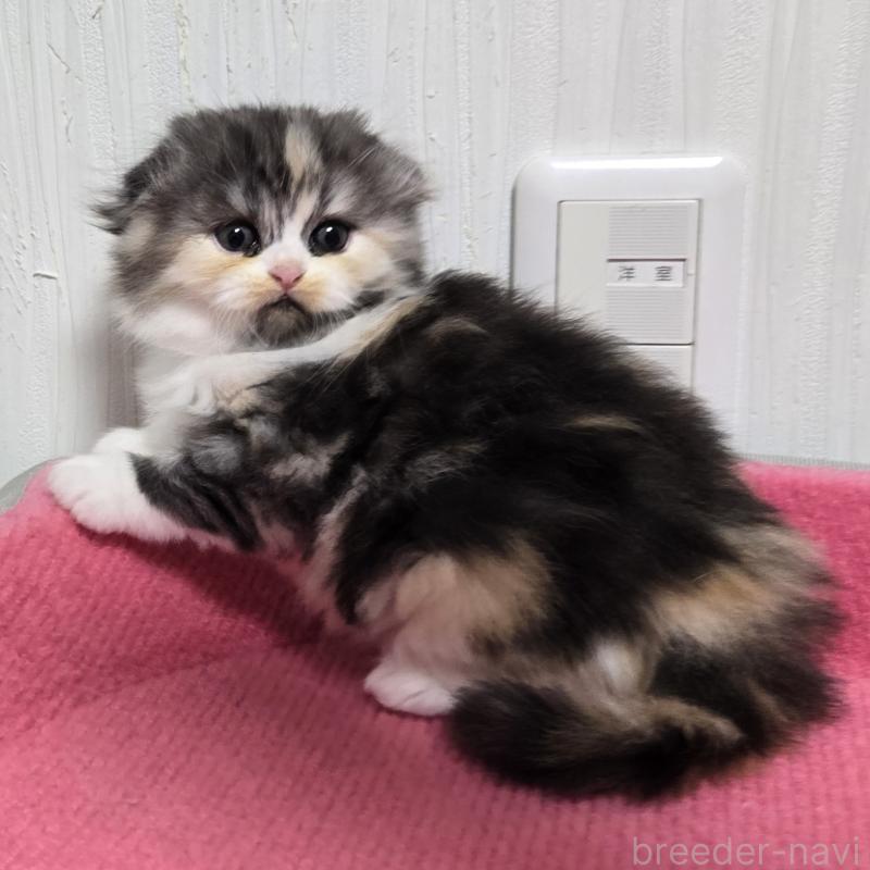 販売中の福岡県のスコティッシュフォールド(折れ耳)-131789の3枚目