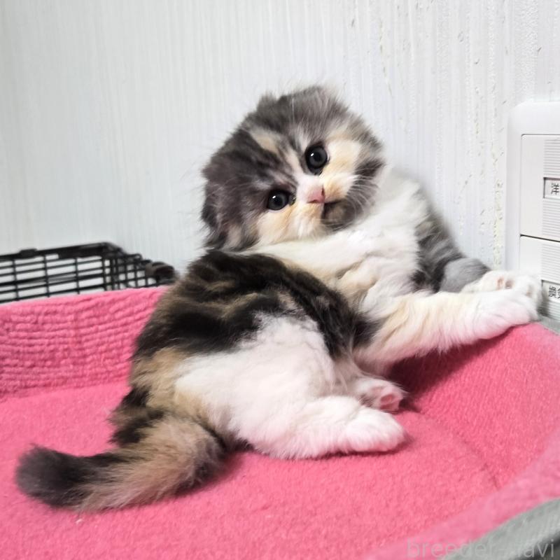 販売中の福岡県のスコティッシュフォールド(折れ耳)-131789の2枚目