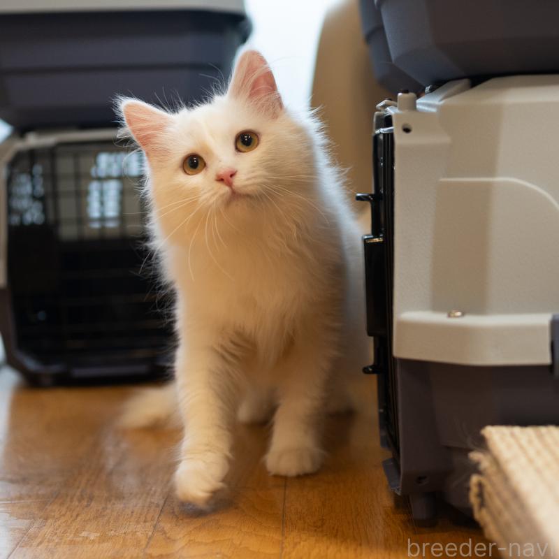 販売中の大阪府のサイベリアン-130402の10枚目