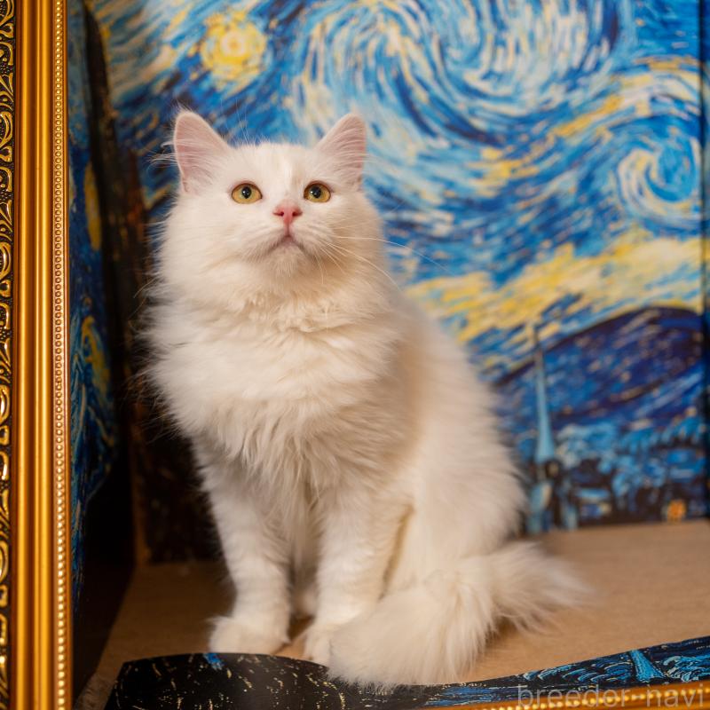 販売中の大阪府のサイベリアン-130402の10枚目