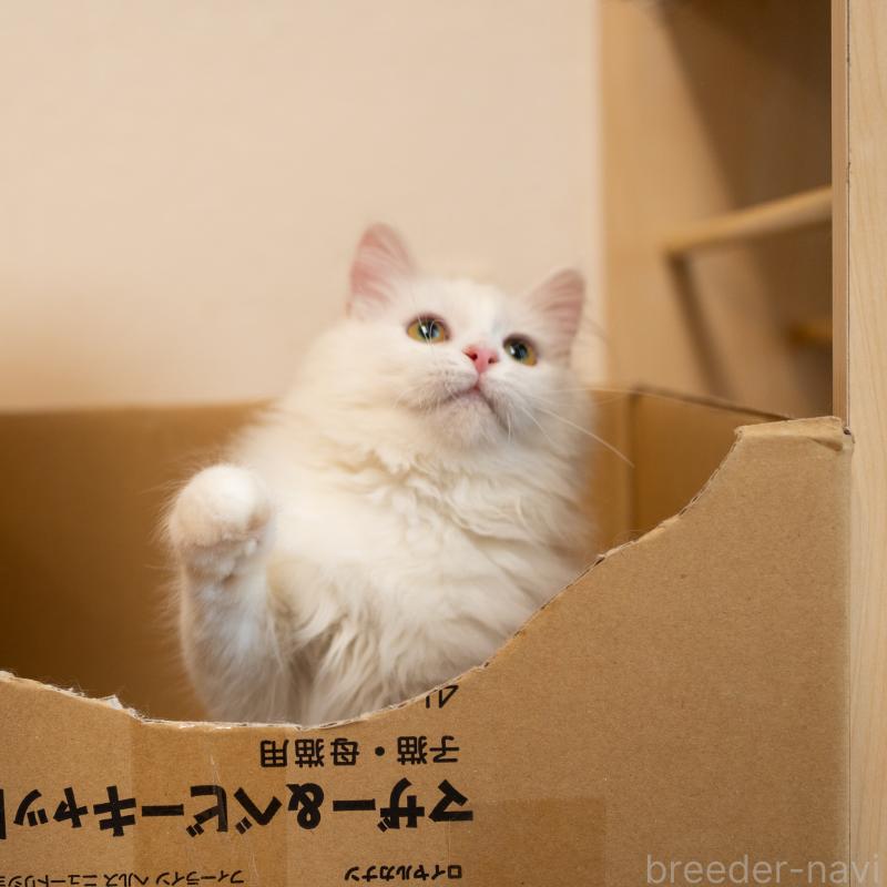 販売中の大阪府のサイベリアン-130402の9枚目