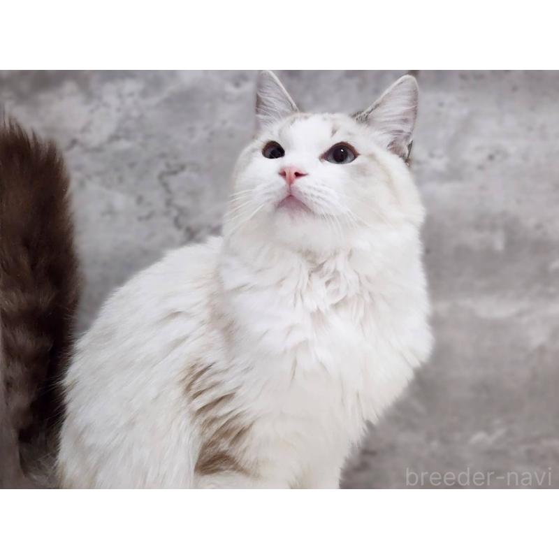 成約済の神奈川県のラグドール-123784の8枚目