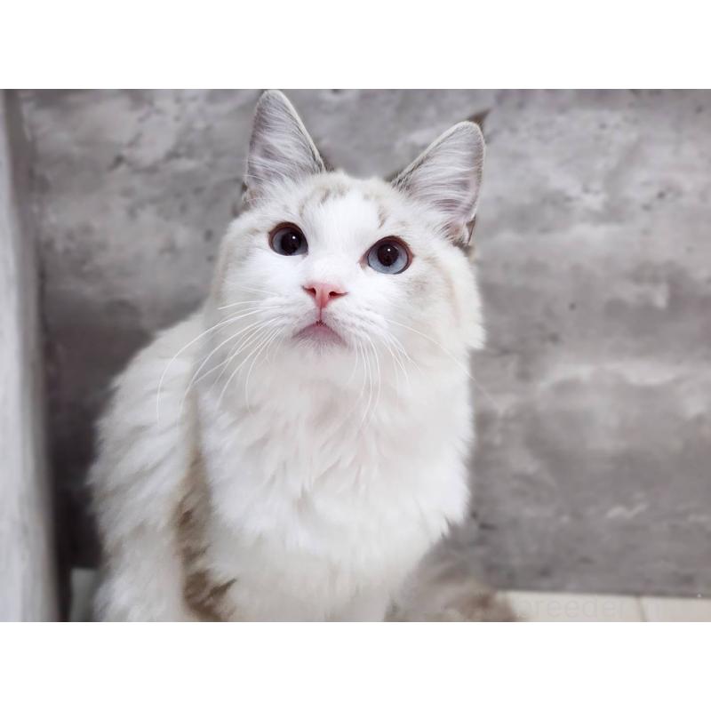 成約済の神奈川県のラグドール-123784の7枚目