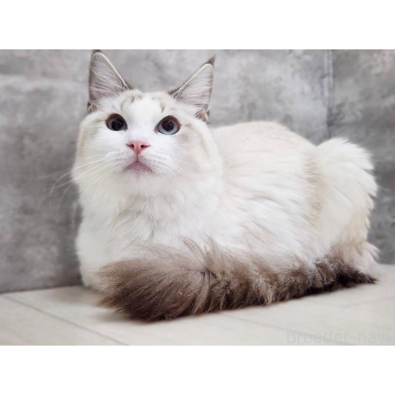 成約済の神奈川県のラグドール-123784の6枚目