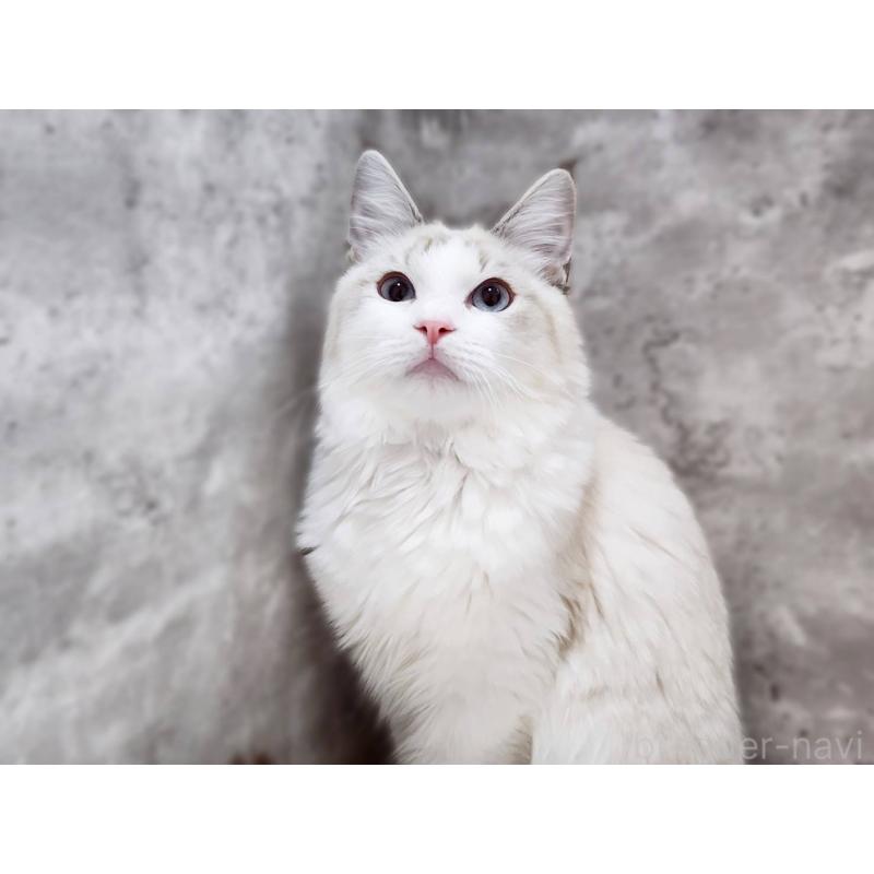 成約済の神奈川県のラグドール-123784の5枚目