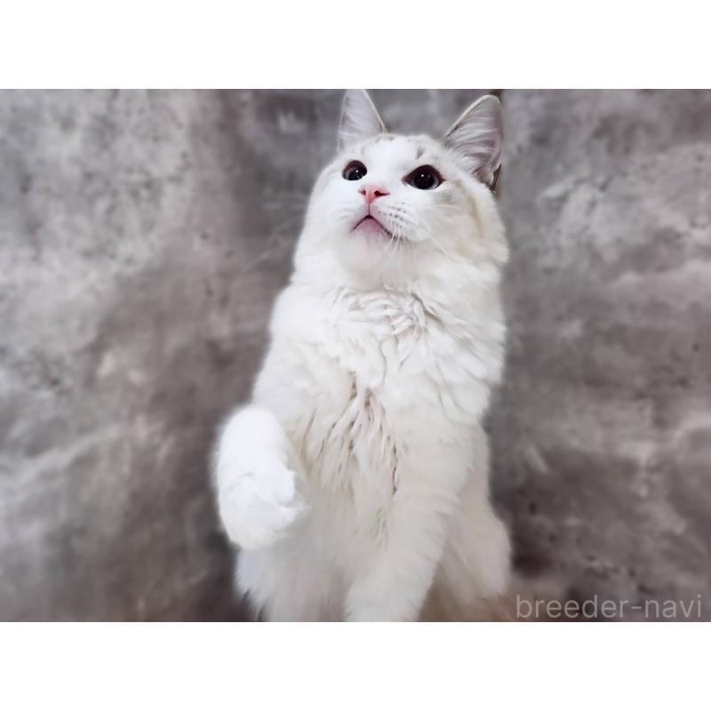 成約済の神奈川県のラグドール-123784の4枚目