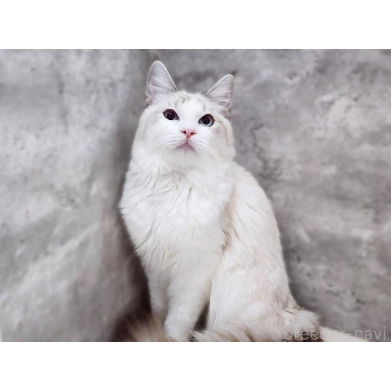 成約済の神奈川県のラグドール-123784の3枚目