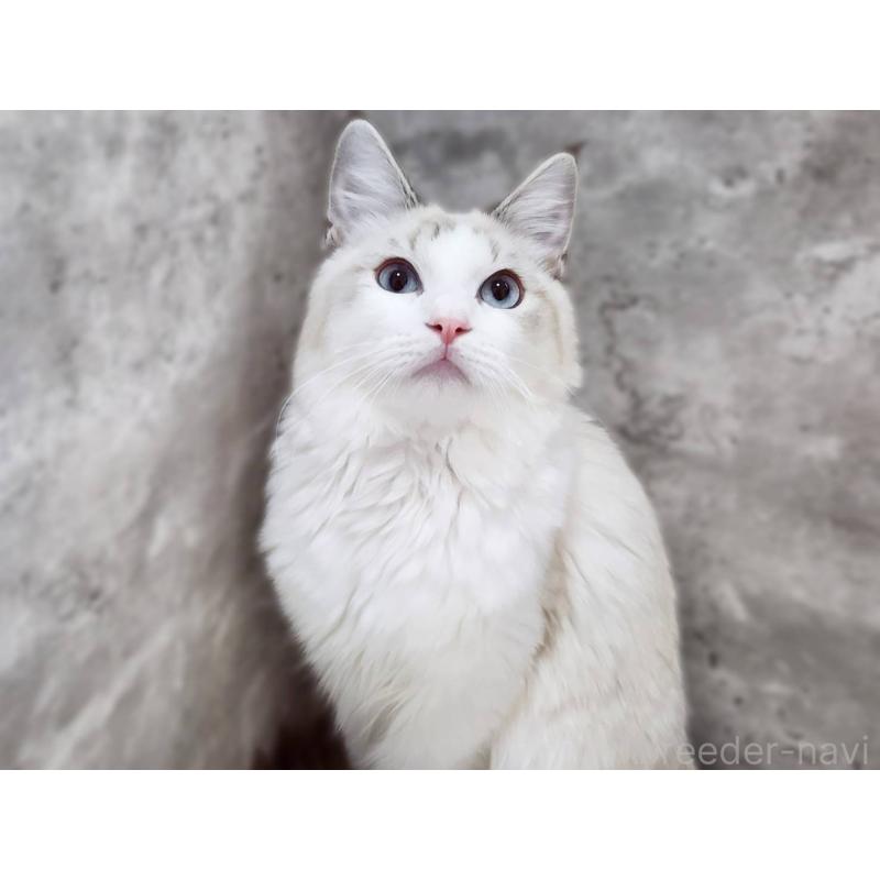 成約済の神奈川県のラグドール-123784の2枚目