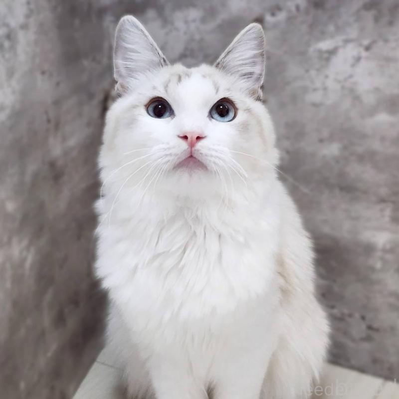 成約済の神奈川県のラグドール-123784の1枚目