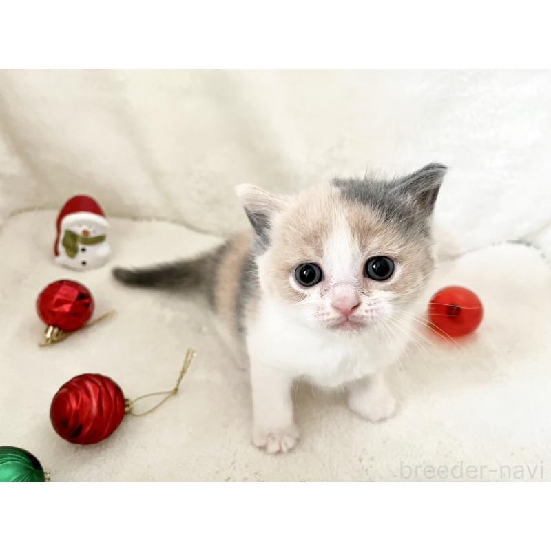 販売中の岡山県のブリティッシュショートヘア-131792の4枚目