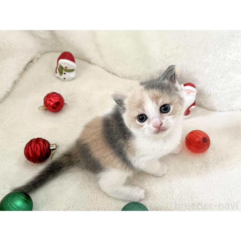 販売中の岡山県のブリティッシュショートヘア-131792の3枚目