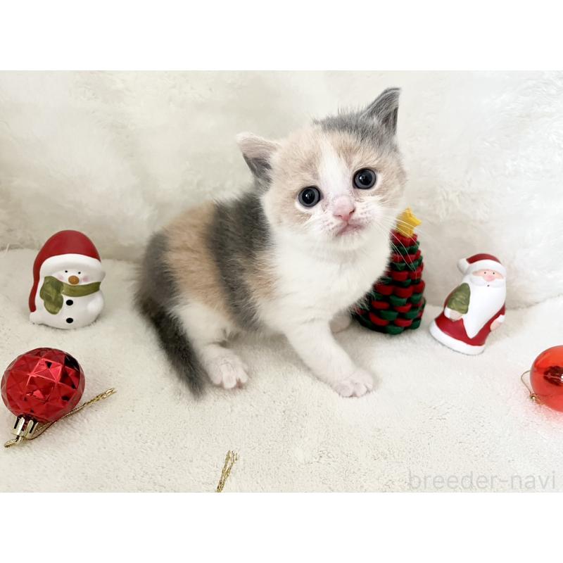 販売中の岡山県のブリティッシュショートヘア-131792の2枚目