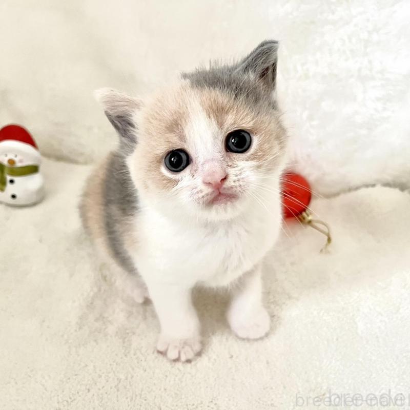 販売中の岡山県のブリティッシュショートヘア-131792