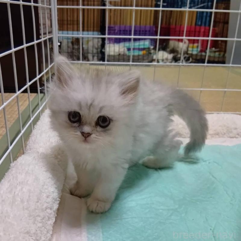 販売中の宮城県のペルシャ(チンチラ)-130313