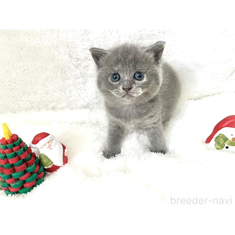 販売中の岡山県のブリティッシュショートヘア-131793の10枚目