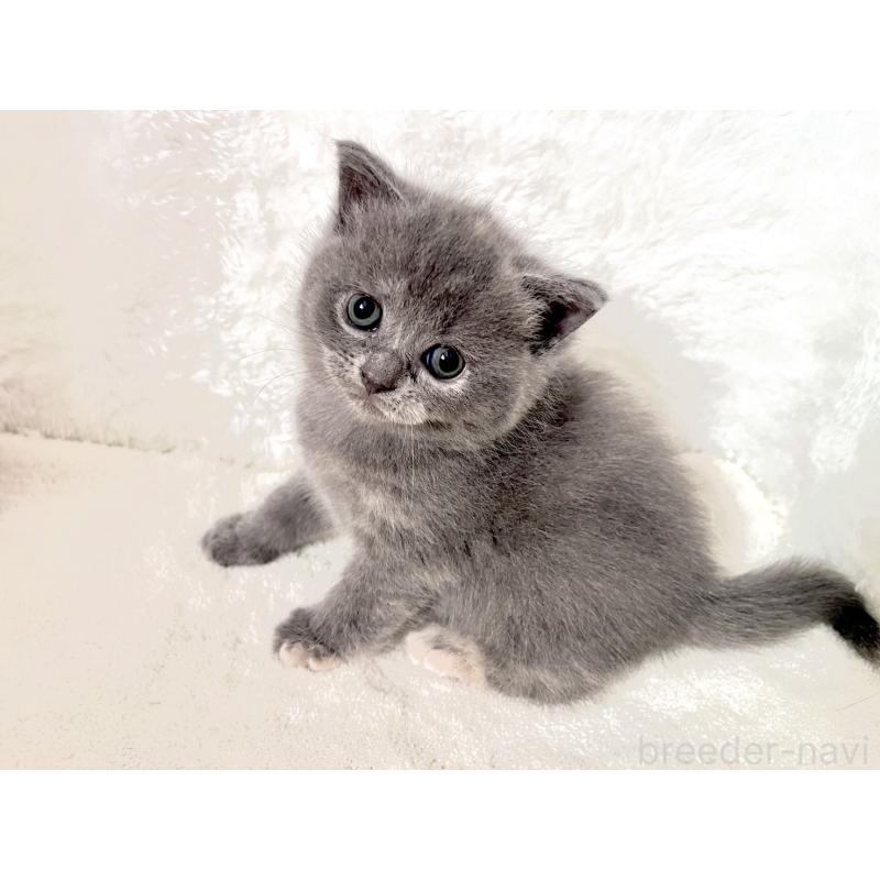 販売中の岡山県のブリティッシュショートヘア-131793の9枚目