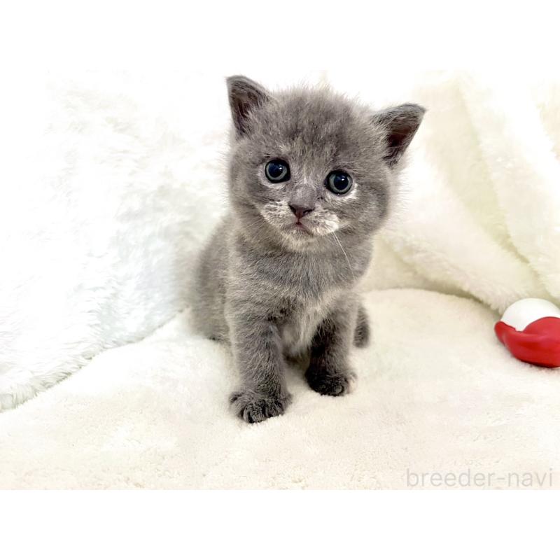 販売中の岡山県のブリティッシュショートヘア-131793の8枚目