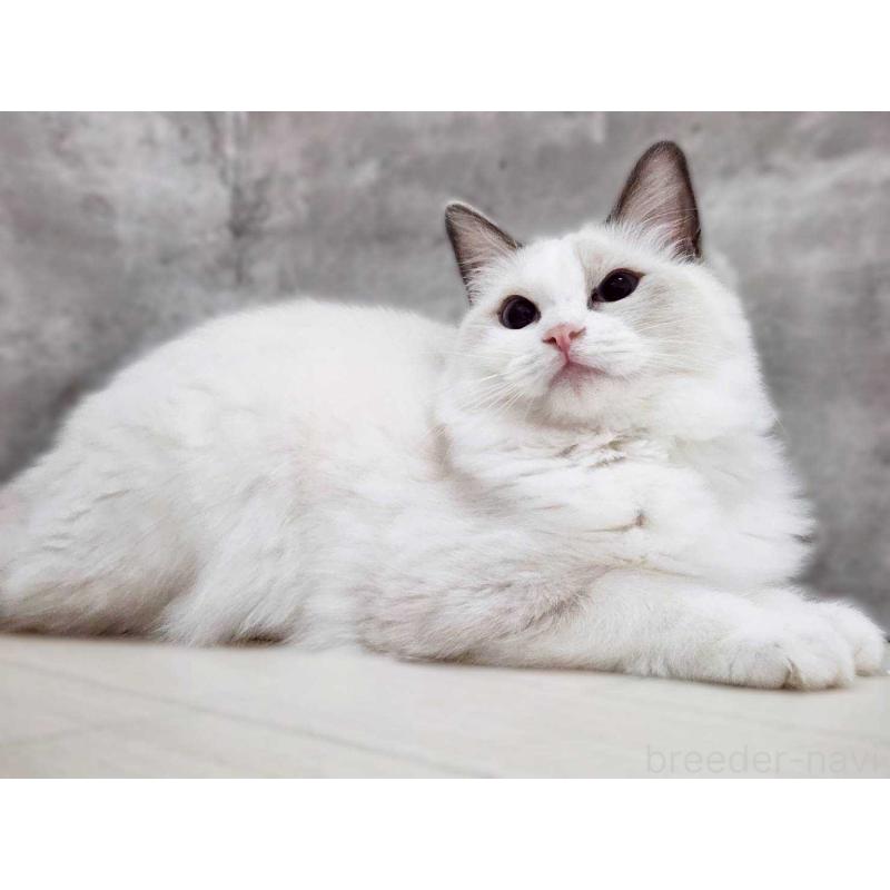 販売中の神奈川県のラグドール-131794の8枚目