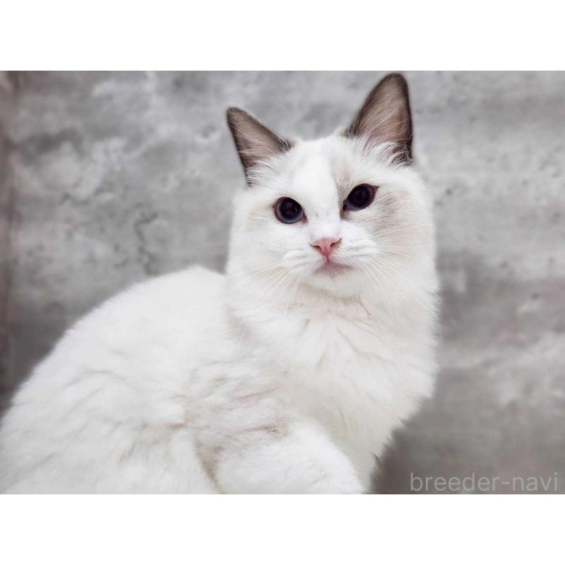 販売中の神奈川県のラグドール-131794の7枚目