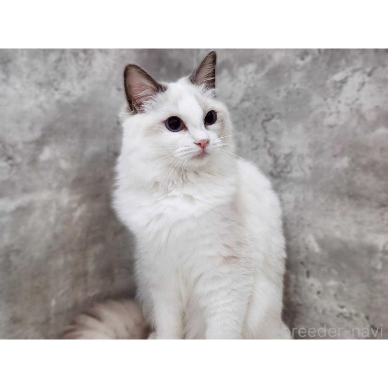 販売中の神奈川県のラグドール-131794の6枚目