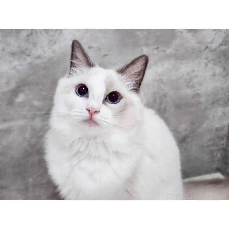 販売中の神奈川県のラグドール-131794の5枚目