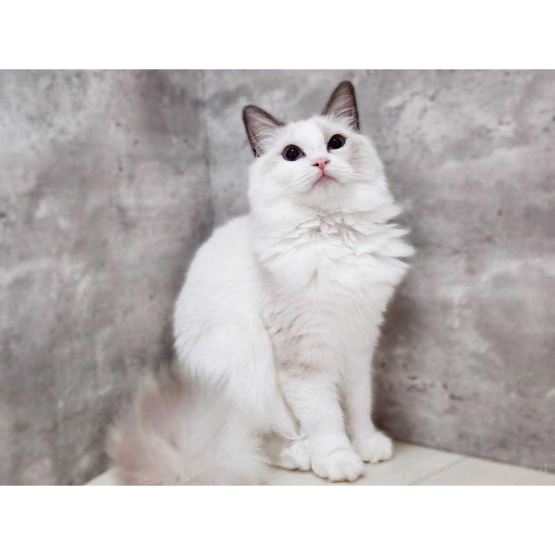 販売中の神奈川県のラグドール-131794の4枚目