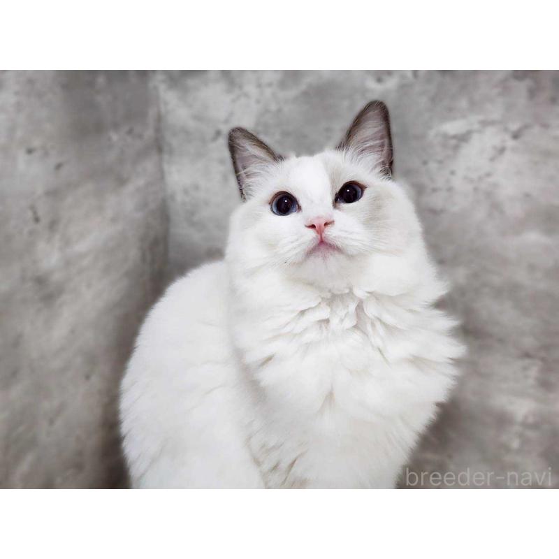 販売中の神奈川県のラグドール-131794の3枚目