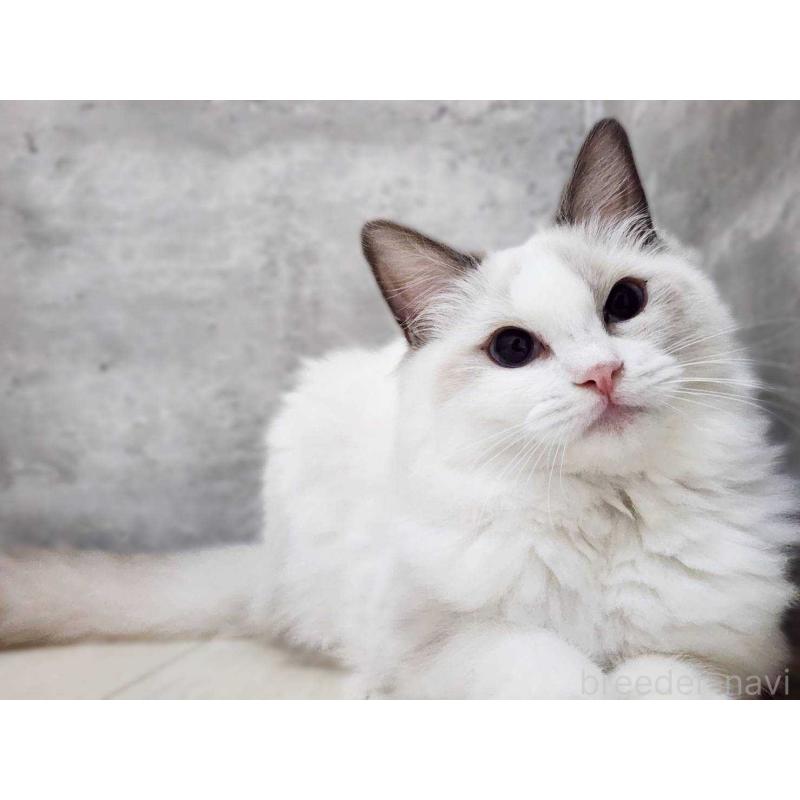 販売中の神奈川県のラグドール-131794の2枚目