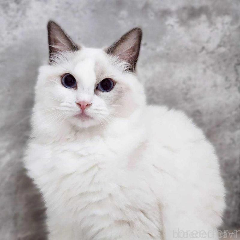 販売中ののラグドール-131794