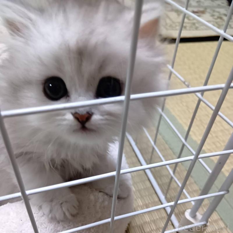 販売中の宮城県のペルシャ(チンチラ)-130312