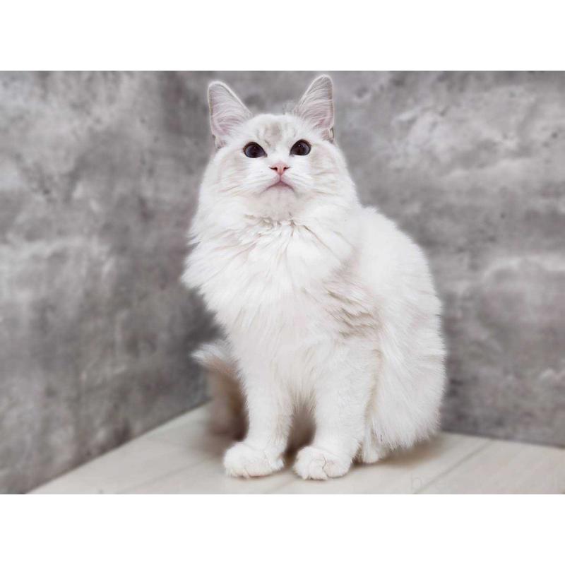 販売中の神奈川県のラグドール-131795の8枚目