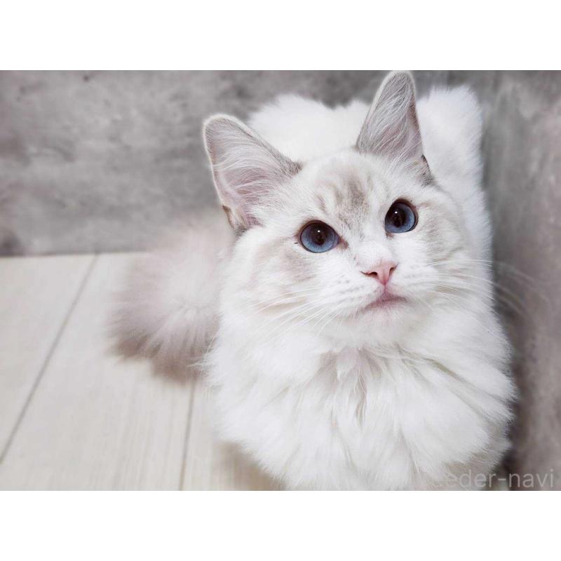 販売中の神奈川県のラグドール-131795の7枚目