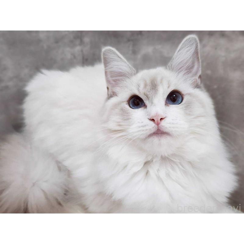 販売中の神奈川県のラグドール-131795の6枚目