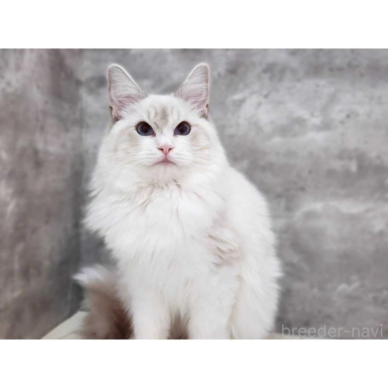 販売中の神奈川県のラグドール-131795の4枚目